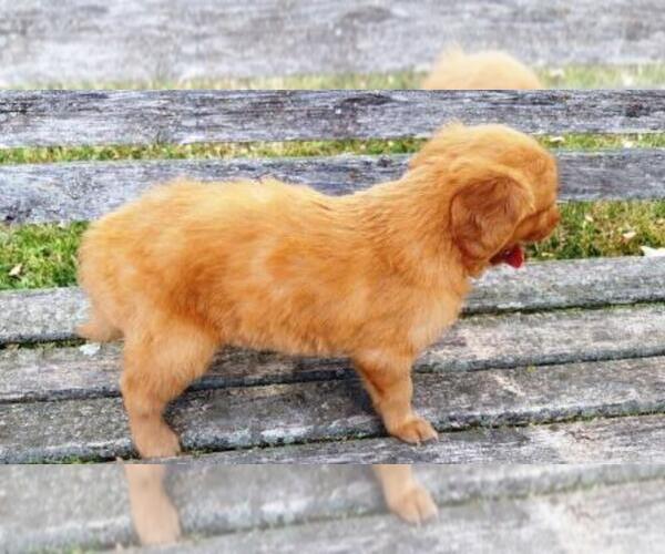 Medium Photo #4 Golden Retriever Puppy For Sale in LEON, KS, USA