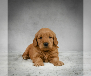 Goldendoodle Puppy for sale in ITASCA, TX, USA