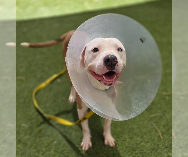 Medium Photo #2 Mutt Puppy For Sale in Las Vegas, NV, USA