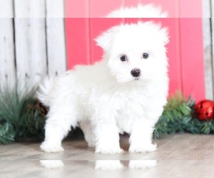 Maltese Puppy for sale in MOUNT VERNON, OH, USA