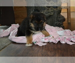 Small Photo #5 German Shepherd Dog Puppy For Sale in GREENWOOD, WI, USA