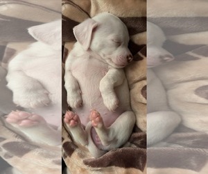 Bullypit Dogs for adoption in Holly Springs, NC, USA