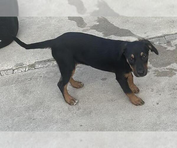 Medium Photo #1 Mutt Puppy For Sale in San Antonio, TX, USA