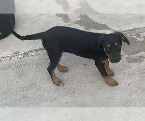 Mutt Dogs for adoption in San Antonio, TX, USA