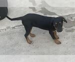 Small Mutt