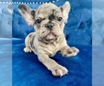 Small Photo #3 French Bulldog Puppy For Sale in UNIVERSAL CITY, CA, USA