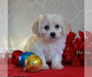 Cavachon Puppy for sale in GORDONVILLE, PA, USA