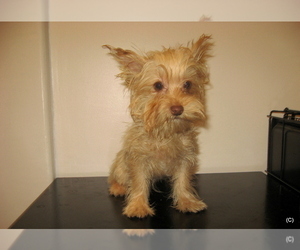 Yorkshire Terrier Puppy for Sale in BAKERSFIELD, California USA
