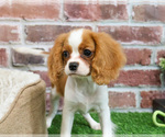 Small #2 Cavalier King Charles Spaniel