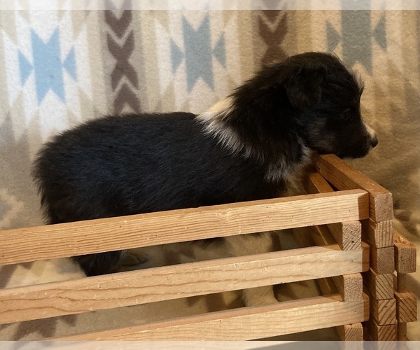 Medium Photo #12 Shetland Sheepdog Puppy For Sale in FORT MORGAN, CO, USA