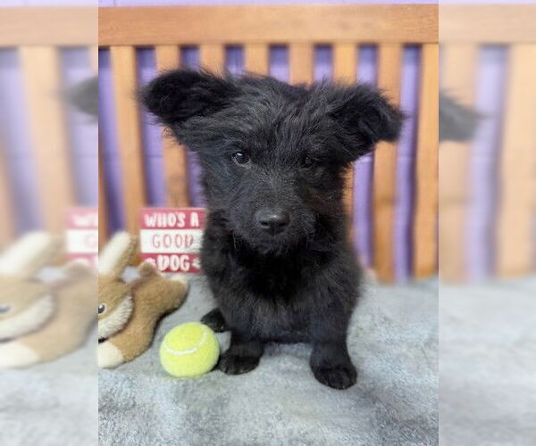 Medium Photo #2 Maltese-Unknown Mix Puppy For Sale in Genesee, WI, USA