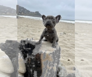 French Bulldog Puppy for sale in HAYWARD, CA, USA