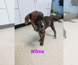 Mutt Dogs for adoption in Franklin, North Carolina, NC, USA
