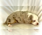 Image preview for Ad Listing. Nickname: Aspen