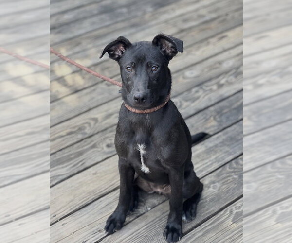 Medium Photo #23 Mutt Puppy For Sale in Dana Point, CA, USA