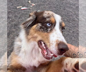 Australian Shepherd-Unknown Mix Dogs for adoption in Webster, WI, USA