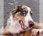 Small Australian Shepherd Mix