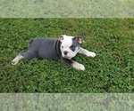 Small Photo #5 English Bulldog Puppy For Sale in POWERSITE, MO, USA