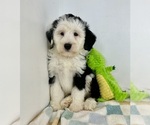 Small #3 Miniature Bernedoodle