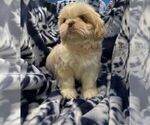 Puppy Orange Shih Tzu