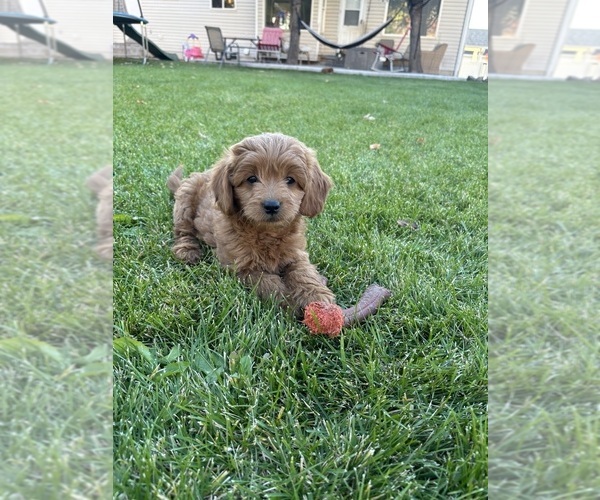 Medium Photo #1 Goldendoodle (Miniature) Puppy For Sale in SPRINGVILLE, UT, USA