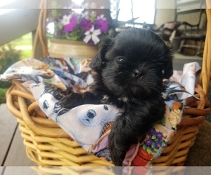 Shih Tzu Puppy for sale in WOODSFIELD, OH, USA