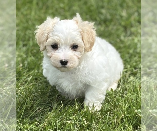 Medium Photo #17 Maltese Puppy For Sale in ROCK STREAM, NY, USA