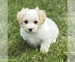 Small #16 Maltese