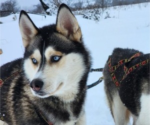 Father of the Siberian Husky puppies born on 06/29/2025