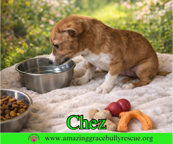 Medium Photo #3 Chiweenie Puppy For Sale in Pensacola, FL, USA