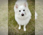 Small #1 American Eskimo Dog