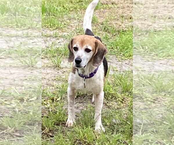 Medium Photo #11 Beagle Puppy For Sale in Dunnellon, FL, USA