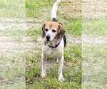 Small #10 Beagle