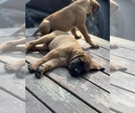 Small Photo #6 Mastiff-Saint Bernard Mix Puppy For Sale in KIMBOLTON, OH, USA
