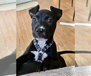 Mutt Dogs for adoption in Clarkston, MI, USA