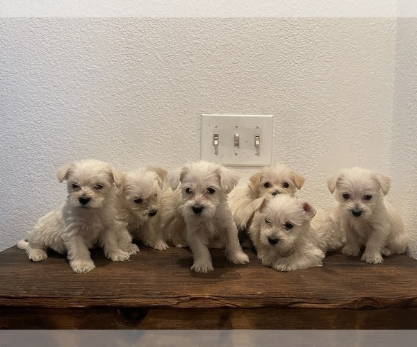 Medium Photo #1 Schnoodle (Miniature) Puppy For Sale in TURLOCK, CA, USA