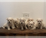 Small Photo #1 Schnoodle (Miniature) Puppy For Sale in TURLOCK, CA, USA