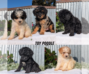 Poodle (Toy) Litter for sale in GOSHEN, IN, USA
