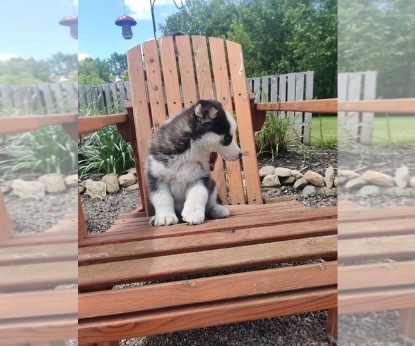 Medium Photo #10 Siberian Husky Puppy For Sale in AUBURN, NY, USA