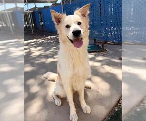 FERN - Male Border Collie-Unknown Mix Dog for Adoption - Photo #3
