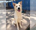 Small #2 Border Collie Mix