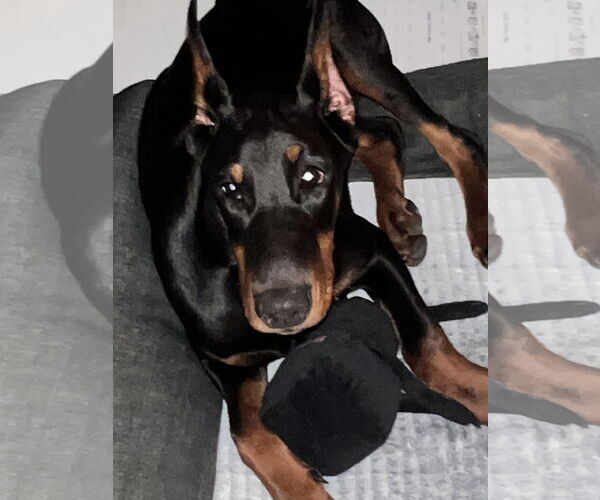 Medium Photo #3 Doberman Pinscher Puppy For Sale in Miami, FL, USA