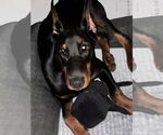 Small #2 Doberman Pinscher
