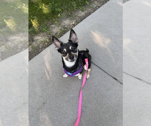 Medium Photo #2 Mutt Puppy For Sale in Springdale, PA, USA