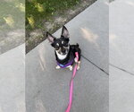 Small #1 Mutt