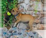 Small #3 Mutt