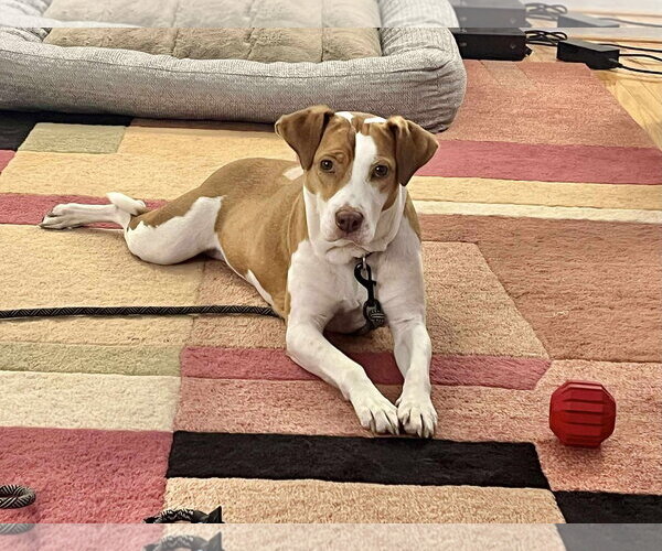 Medium Photo #9 Labrador Retriever-Unknown Mix Puppy For Sale in Derwood, MD, USA