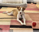 Small #8 Labrador Retriever Mix