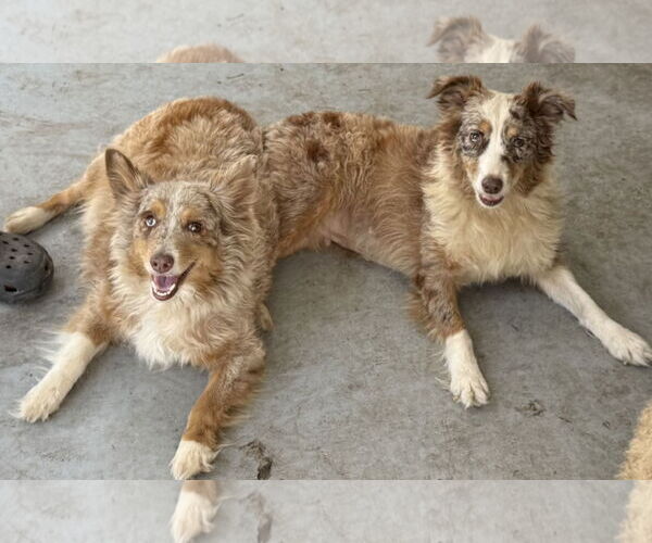 Medium Photo #3 Australian Shepherd Puppy For Sale in Valrico, FL, USA