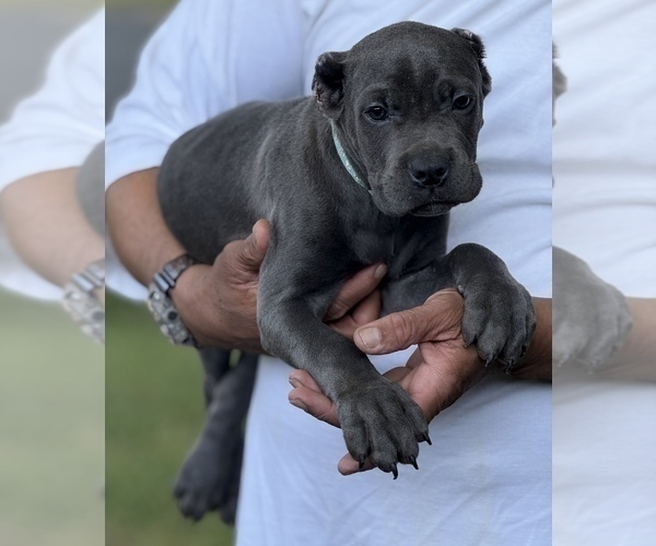 Medium Photo #5 Cane Corso Puppy For Sale in ANDERSON, IN, USA